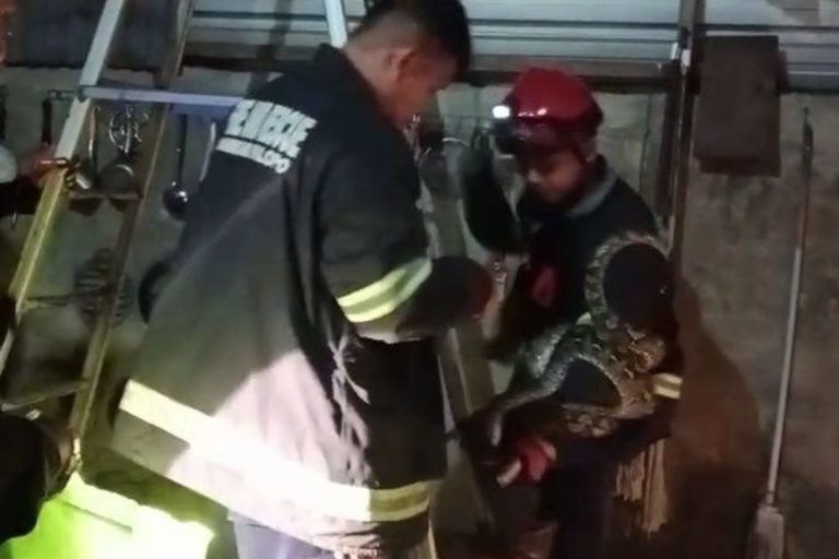 Ular Masuk Rumah di Palopo, Tim Damkar Turun Tangan Evakuasi